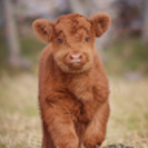 Meet your Posher, Hadlee